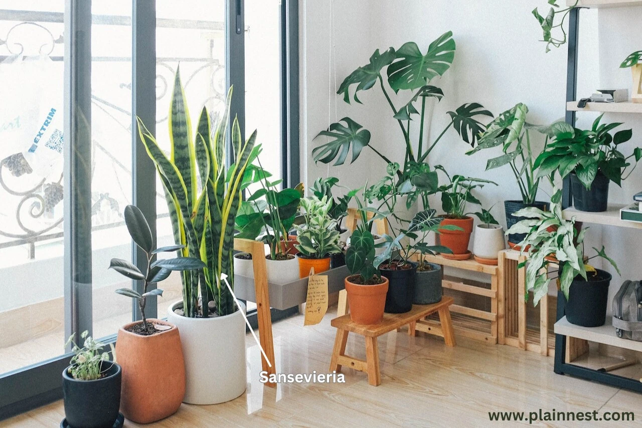Big Leaf Indoor Plant